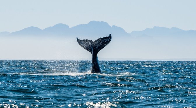 The Best Places to go Whale Watching in Scotland | P&O Ferries Blog