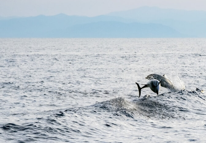 “A superpod of over 4000 Striped Dolphin” and other marine wildlife spotted on our ferry routes