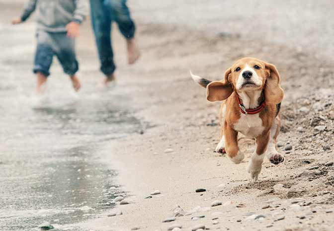 Best dog beaches in France