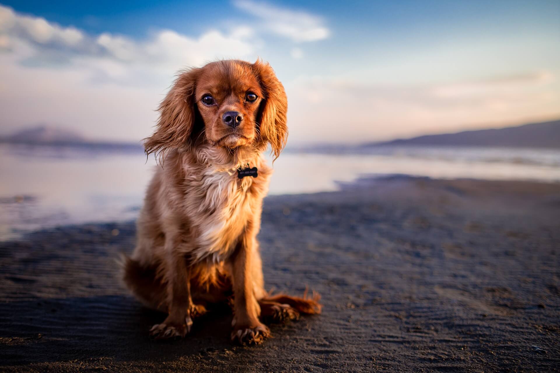 5 Reasons P&O Ferries is the Best Travel Option for Pets