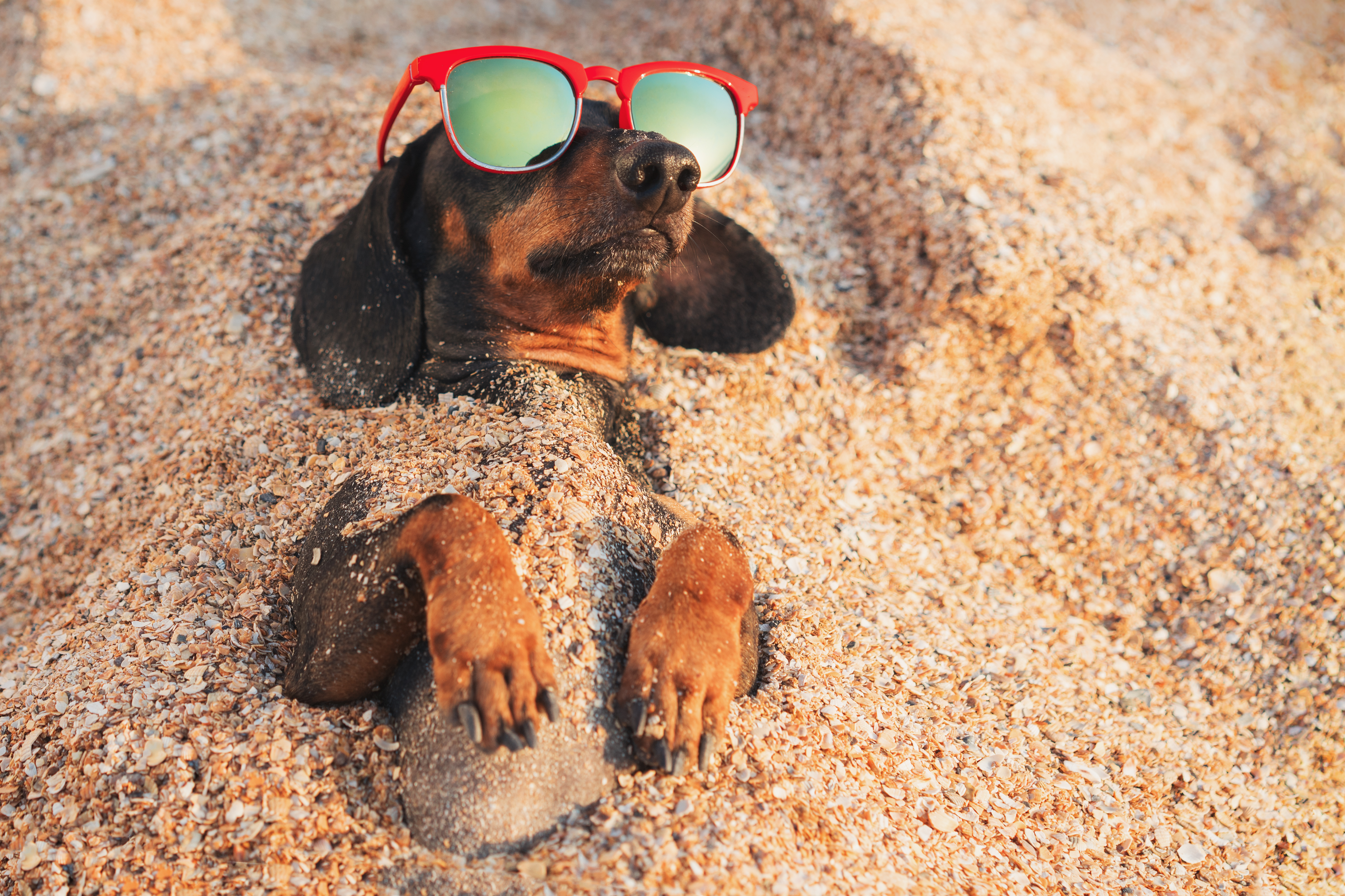 Dog Friendly Beaches in Europe