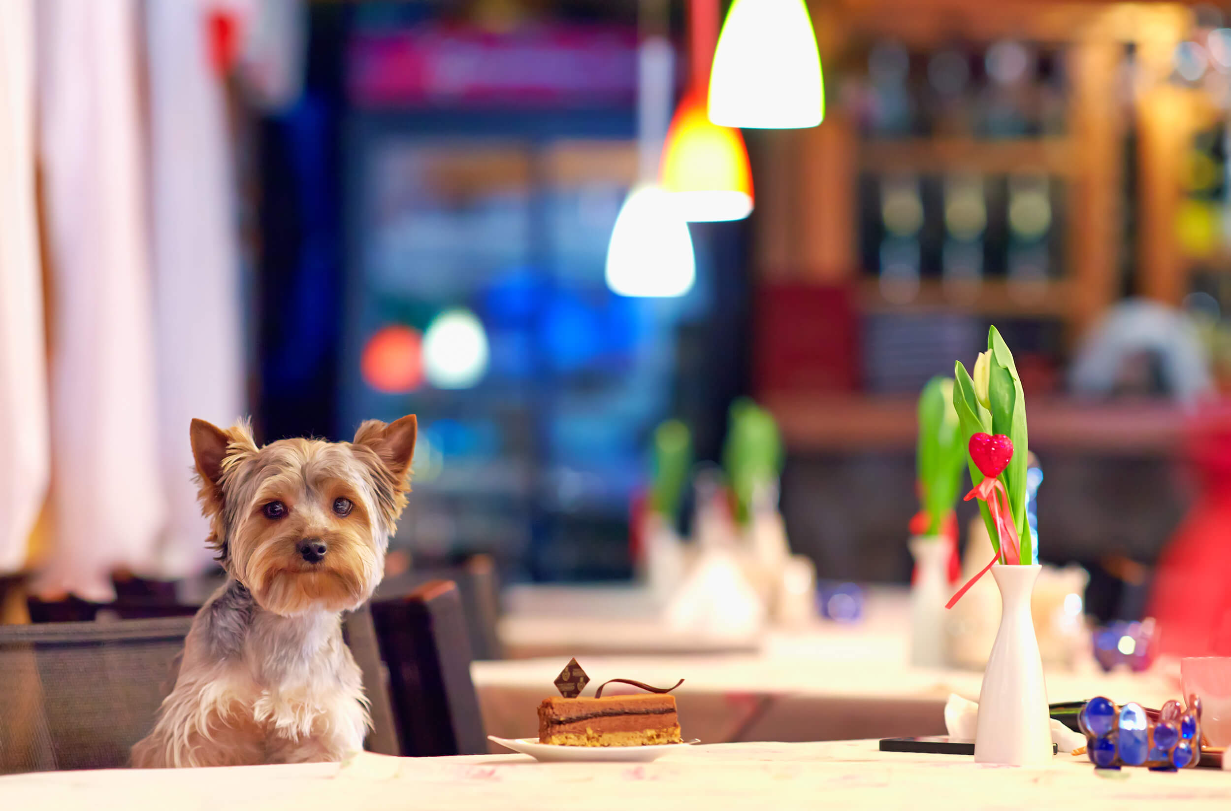 Europe’s Top 10 Dog Friendly Restaurants