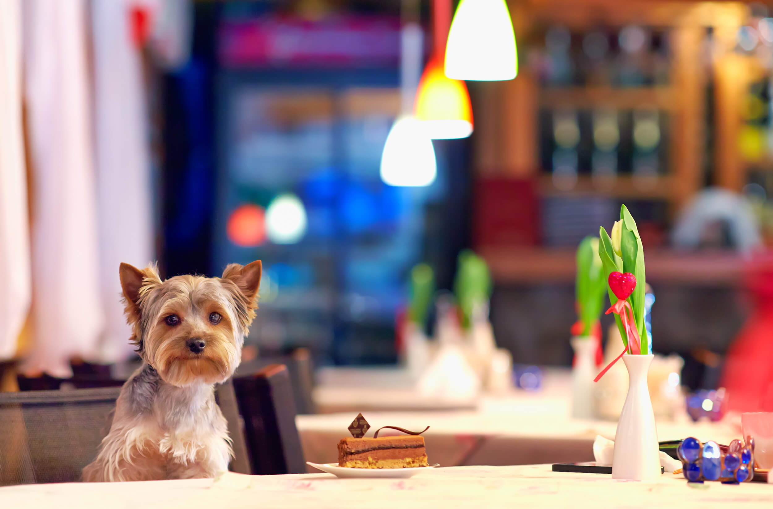 Europe s Top 10 Dog Friendly Restaurants P O Ferries Blog