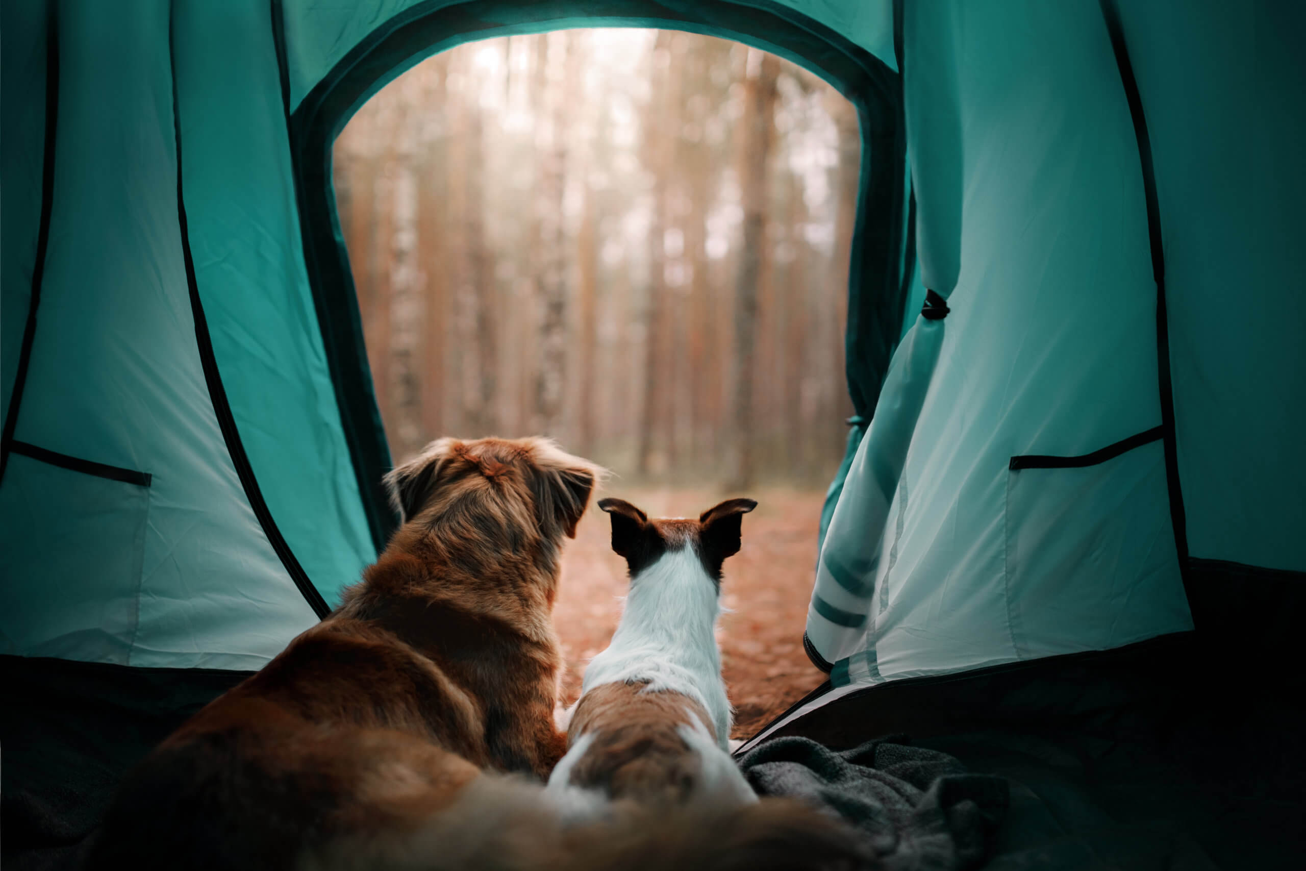The Best Dog Friendly Campsites in Europe